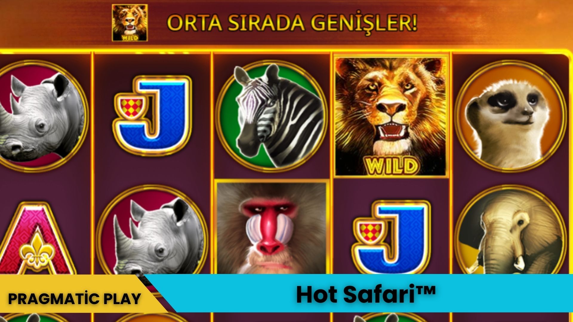Hot Safari™